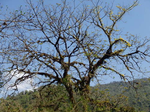 Bromeliad in the trees (not blooming).